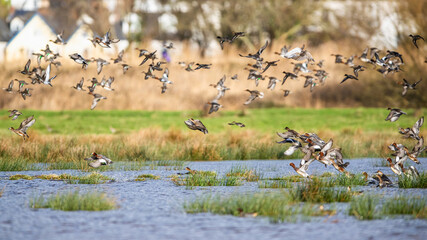 Eurasian Wigeon, Mareca penelope, birds in flight over Marshes