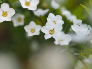 春の花　ユキヤナギ