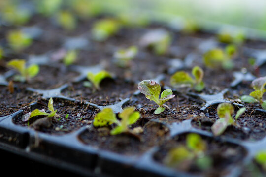 close-up of vibrant vegetables in a nursery tray. fresh starts in home gardening and sustainable living concept.