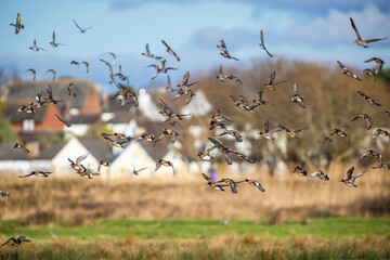 Eurasian Wigeon, Mareca penelope, birds in flight over Marshes
