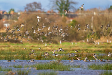 Eurasian Wigeon, Mareca penelope, birds in flight over Marshes