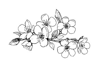 Sakura flower hand drawn ink sketch. Engraved style vector illustration.