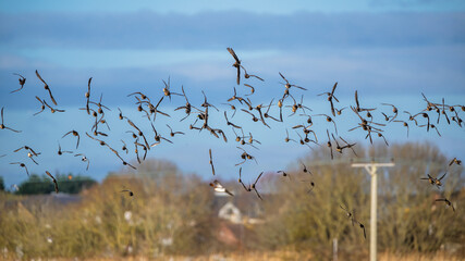 Eurasian Wigeon, Mareca penelope, birds in flight over Marshes