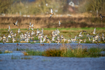 Eurasian Wigeon, Mareca penelope, birds in flight over Marshes