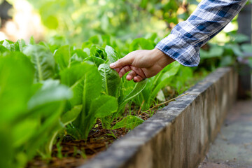 self-sufficient garden. farmer's hand harvests homegrown vegetables in a sustainable backyard garden for edible gardening and farm to table concept.