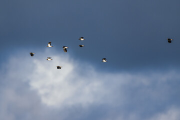 Northern Lapwing, Vanellus vanellus, birds in flight over marshes at winter