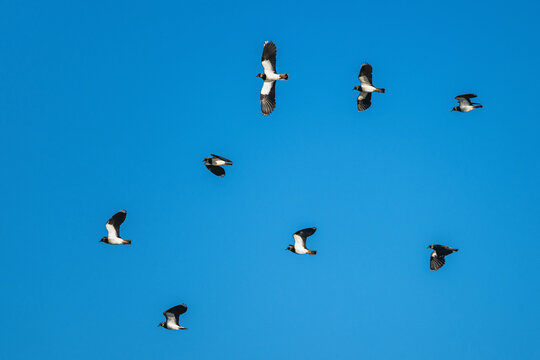 Northern Lapwing, Vanellus vanellus, birds in flight over marshes at winter