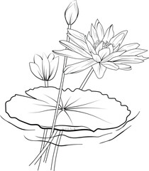 Flower coloring page and books, monochrome vector sketch, bellflower sketch, waterlily vector, floral background with lotus natural leaf collection, illustration pencil art flower, waterlily drawings