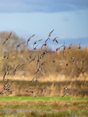 Peregrine Falcon during an attack on a flock of ducks, Eurasian Wigeon and Eurasian Teal