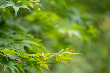 夏の緑のカエデ