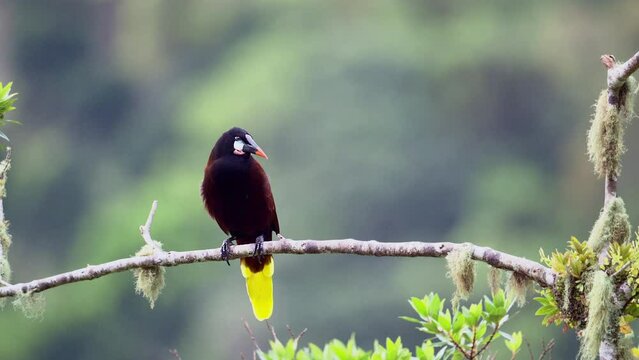 Montezuma Oropendola (Psarocolius montezuma) perched on branch, swings off its perch to start its 180-degree dip,  slowmotion