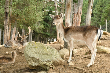 biche, cerf et leur bébé faon
