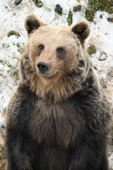 ours brun portait