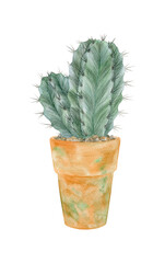Cactus in terracotta pot. Watercolor illustration on transparent background.