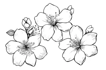 Fotobehang Sakura flower hand drawn ink sketch. Engraved style vector illustration. © Artem