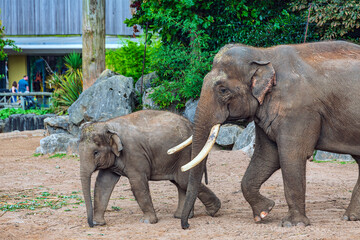 Fototapeta premium Elephants in Captivity