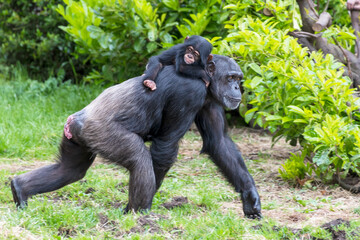 Chimpanzees in Captivity with baby