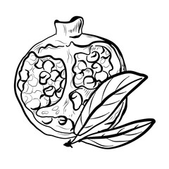 pomegranate fruit coloring book hand drawing