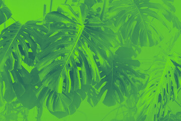 Tropical jungle green leaves background, Monstera Deliciosa leaf on wall with neon green