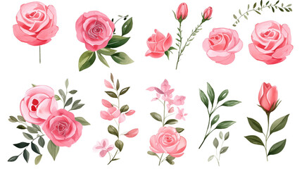 Watercolor elements pink roses on a white background