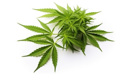 Marijuana plant growing isolated over white background.