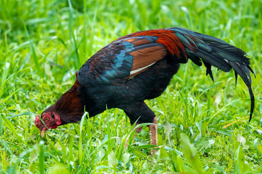 Asil or Aseel is an Indian breed or group of breeds of game chicken. It is distributed in much of India, particularly in the states of Tamil Nadu, Andhra Pradesh, Chhattisgarh and Odisha.