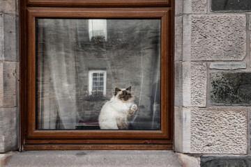 A fluffy, Persian house cat looks out from a perch inside a window of its home.