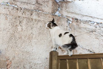 A feral, black and whtie street cat walks along the top of a metal fence next to the Western Wall in Jerusalem.