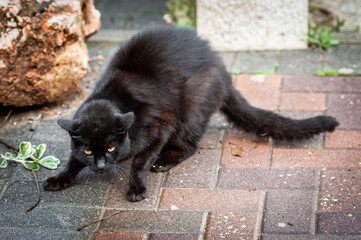 A black, feral street cat arching its back as a defense mechanism to ward off a threat of danger.