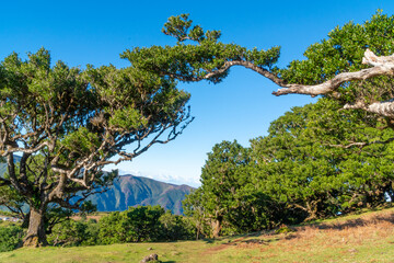 Fototapeta premium Fanal Forest Panoramic Views at Madeira
