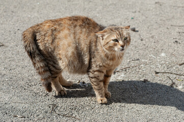 Feral street cat arching its back as a defense mechanism to ward off a threat.