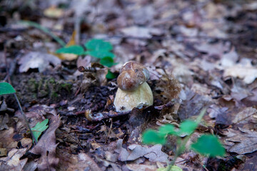 Single Boletus edulis or porcini mushroom growing in the forest. .