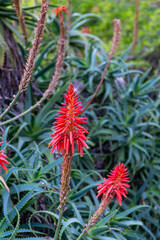 Blooming Aloe Plants on Madeira