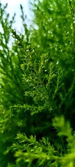 Close-up of fern after light rain
