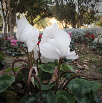 white cyclamen persicus on a beautiful garden
