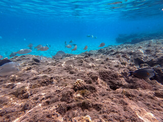 Naklejka na ściany i meble Shoal of Sargos or White Seabream swimming at the coral reef in the Red Sea, Egypt..