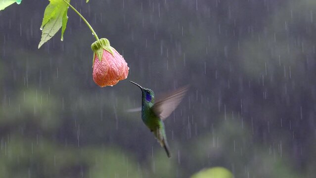 Green Violetear (Colibri thalassinus) feeding on a Abutilon pictum flower in heavy rain. Costa Rica
