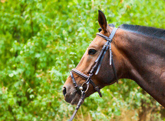 Fototapeta premium Portrait of a thoroughbred chestnut horse