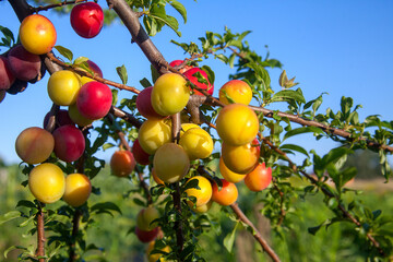 Ripe cherry plum berries in the garden on a tree. Growing cherry plums in a orchard..