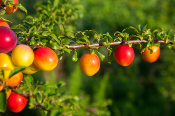 Ripe cherry plum berries in the garden on a tree. Growing cherry plums in a orchard..