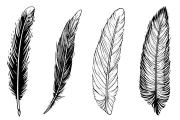 Set of feather engraved in sketch style isolated on white background. Vintage hand drawn ink sketch. - obrazy, fototapety, plakaty