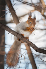 Squirrel in the autumn park...