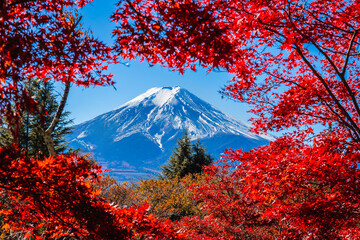 Mount Fuji framed with red maple leaves beautifully in autumn.