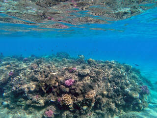 Underwater life of reef with corals and tropical fish. Coral Reef at the Red Sea, Egypt.