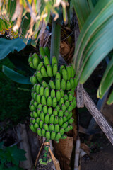 Green Bananas on a tree at a plantation on Madeira