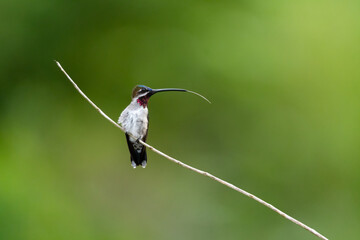 Long-billed Starthroat hummingbird perched in the rainforest sticking his tongue out