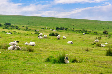 Flock of Black Face sheep on Bodmin Moor, Cornwall, UK. Focus on sheep in foreground.