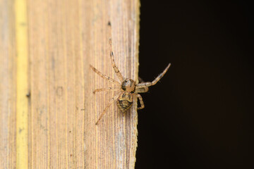 Brown Crab Spider on Plant, Satara, Maharashtra