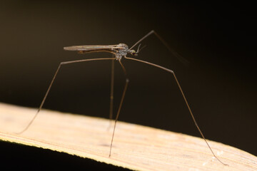 Crane Fly on Leaf Edge, Satara, Maharashtra