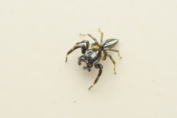 Male Jumping Spider Portrait, Pune, India
